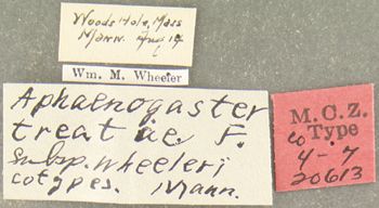 Media type: image; Entomology 20613   Aspect: labels